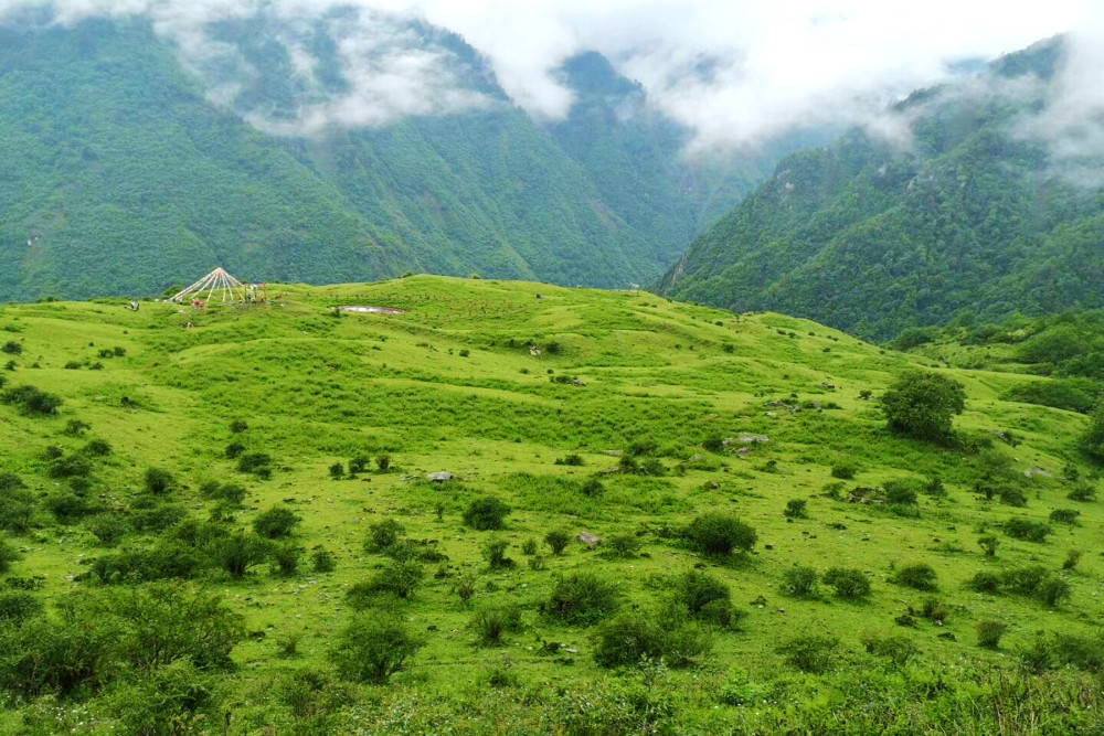 高山草甸