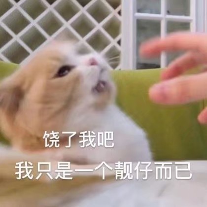 表情包:超级可爱的猫咪表情包