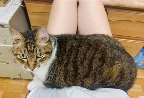 猫咪爱趴主人大腿，这天还特意用爪子盖章：你是我的