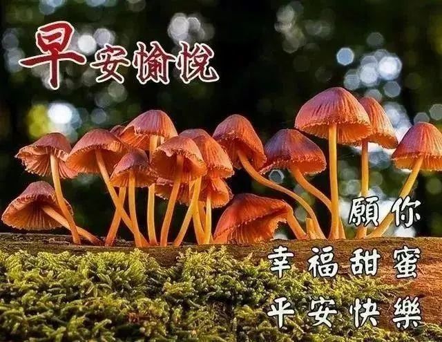 周三早上好问候语图片语录 最美早安问候温馨图片带字