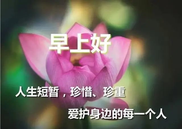 超级唯美的早安图片带字,漂亮好看的鲜花早上好问候语