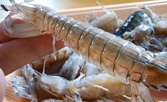 泰国发现巨型皮皮虾,体长40厘米,3秒敲开一个贝壳!