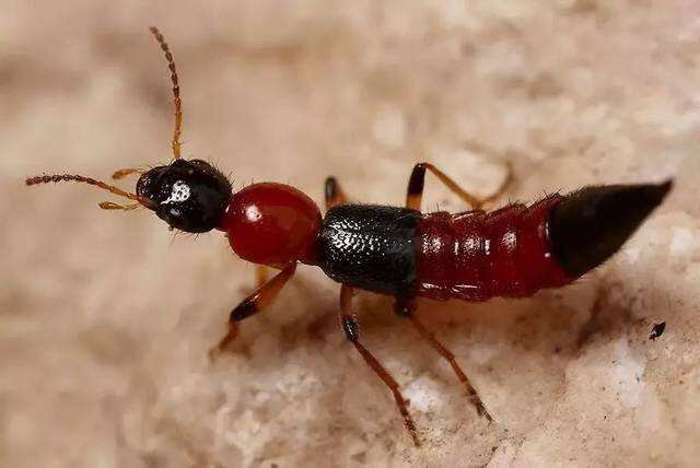 广东不止蟑螂会飞,就连蚂蚁也会飞,这又是什么物种?
