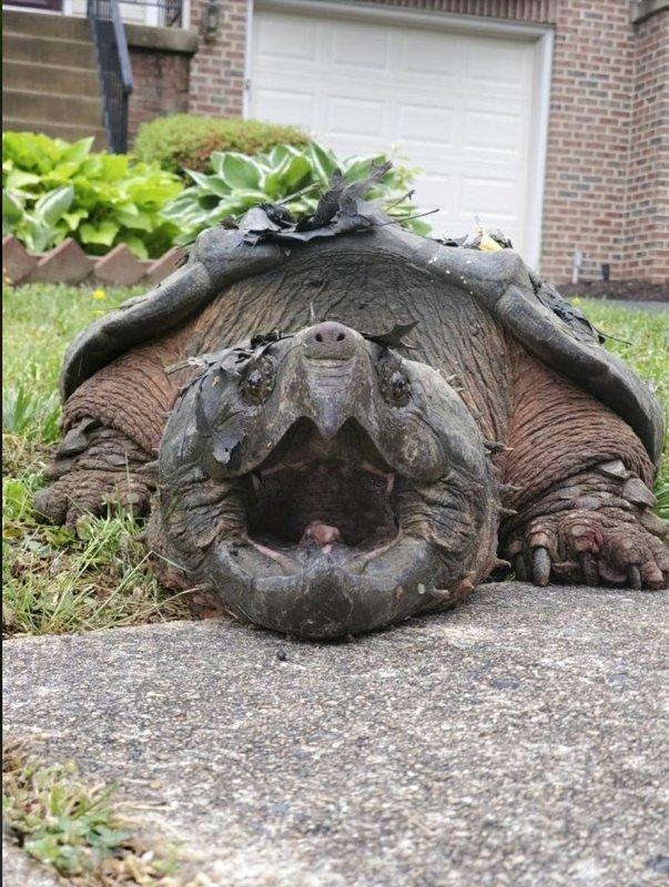 美国警方接到居民报警:快来抓大鳄龟!它的脸吓人