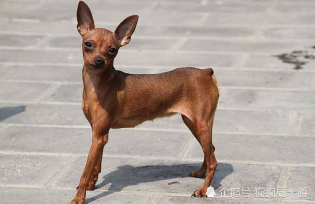 迷你杜宾犬又名鹿犬.起源于德国 体型娇小,身材结实匀称,被毛光滑.