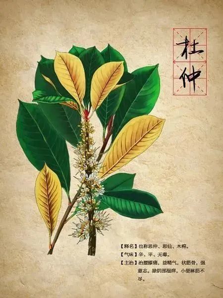 药王孙思邈名方，治腰腿痛有奇效
