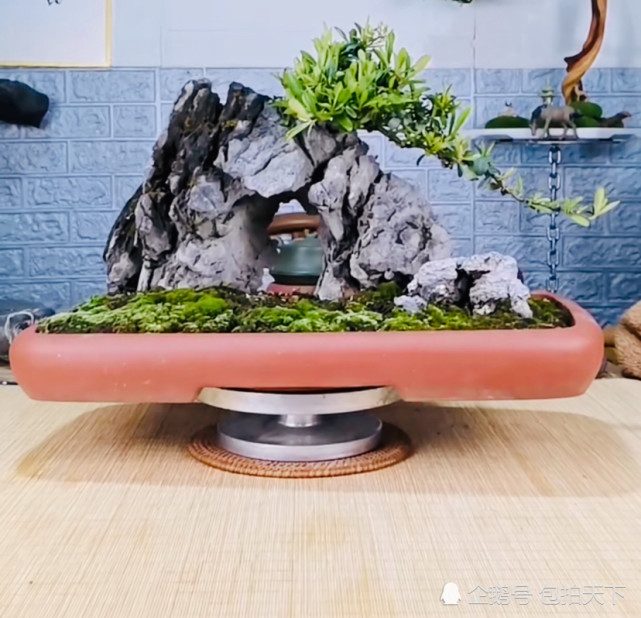 盆景欣赏:精致的附石盆景 都是小精品 浓缩在盆里的艺术品 让人百看不