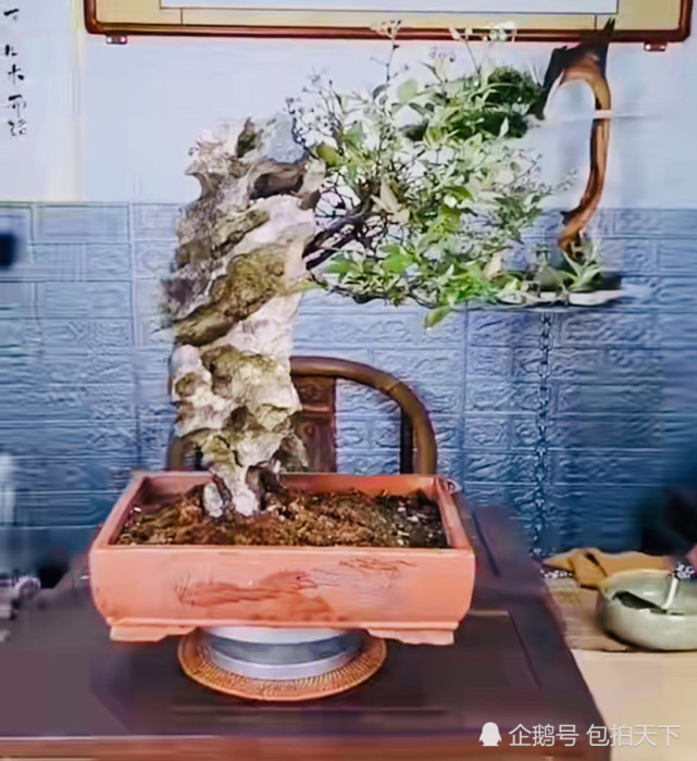 盆景欣赏:精致的附石盆景 都是小精品 浓缩在盆里的艺术品 让人百看不
