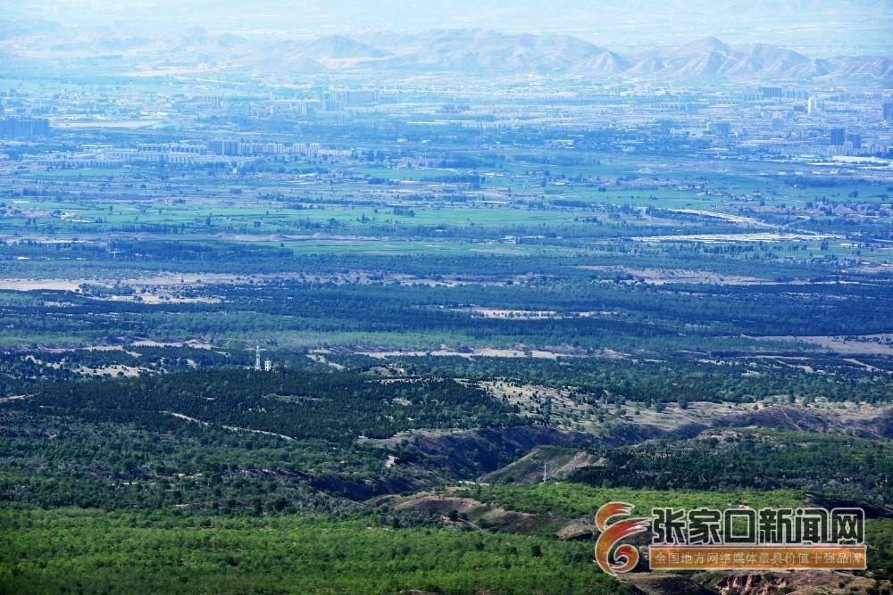 张家口宣化黄羊山下万顷荒漠变绿洲