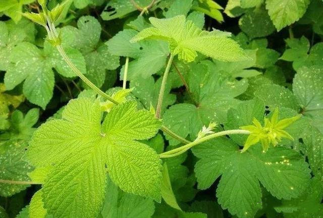 夏天一到就疯狂生长!这种野草可以入药,大家对它却恨