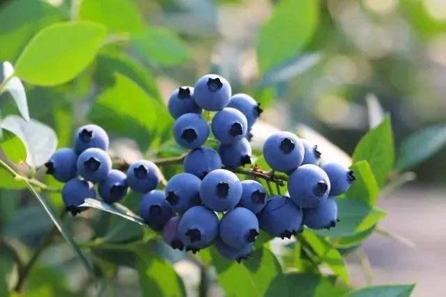 马上就要到蓝莓的采摘期了,这时候意外就出现了,小郑的这颗蓝莓树上的