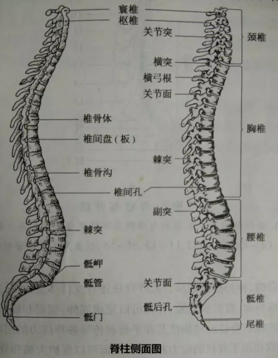 脊髓的解剖:位于椎管内,上端平枕骨大孔处与延髓相连,下端成人平第1