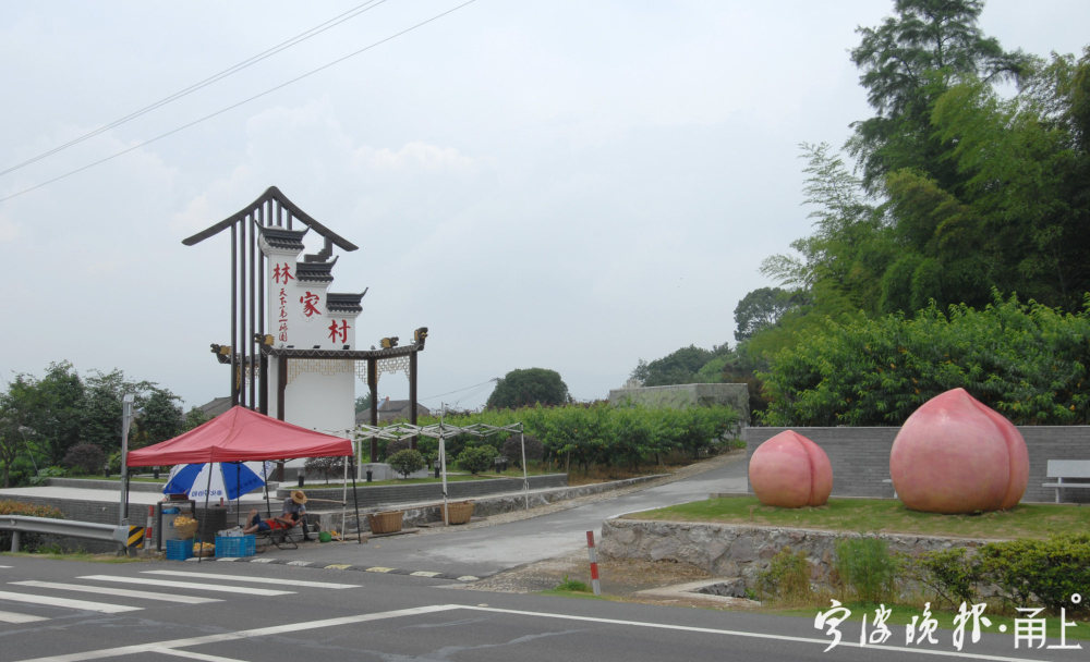 昨天,记者来到宁波市奉化区萧王庙街道林家村天下第一桃园,水蜜桃早熟