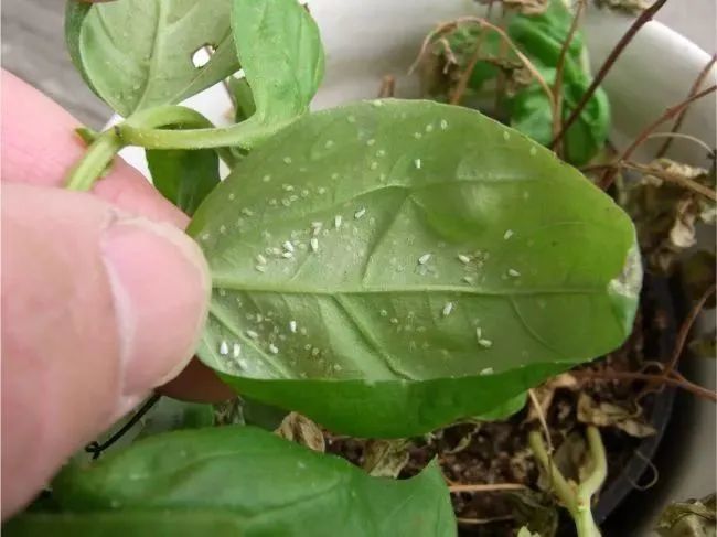 室内虫害滋生的环境,常见害虫处理技巧,附不容易感染虫害的植物