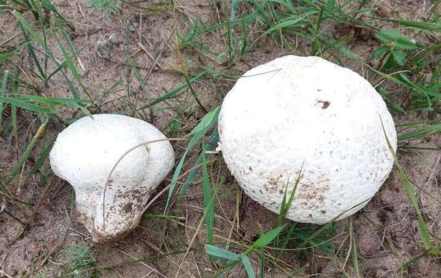 不输云南白药 生于农村的朋友,在林间行走时,可能见过这样一种菌菇