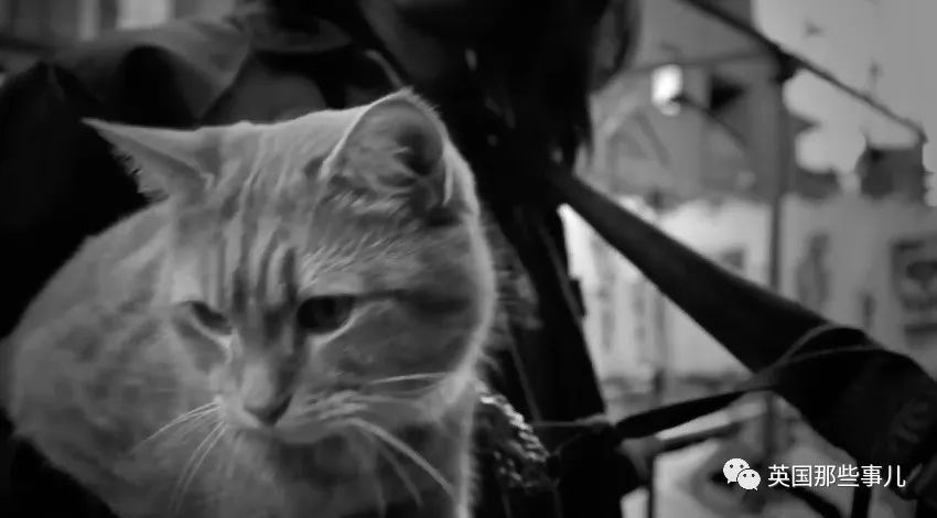 梦回幽境，白猫与巨鼠的较量——孤独与救赎的寓言