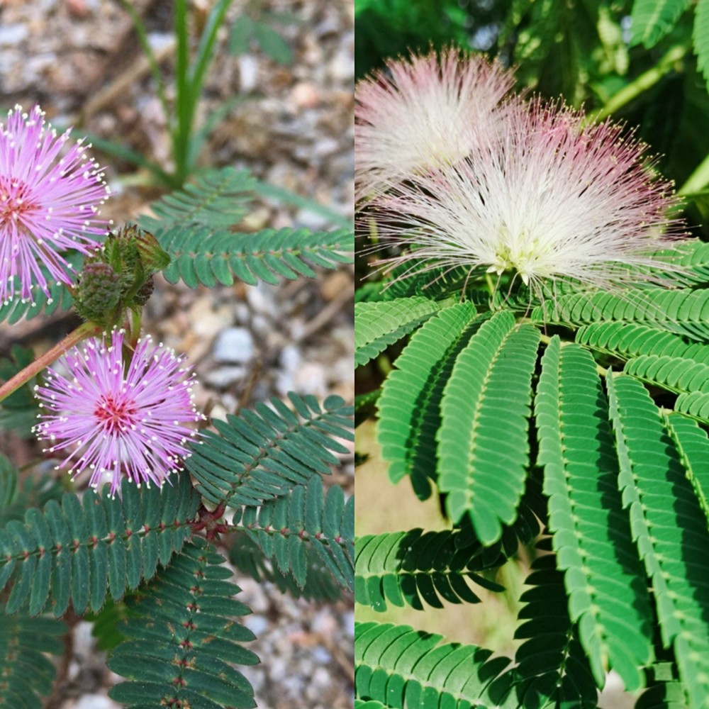 青春里的回忆——合欢花和含羞草