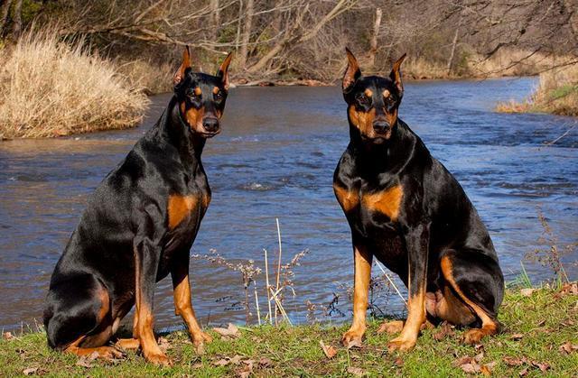 世界犬类智商排名_犬类智商排名