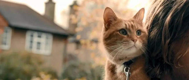 《流浪猫鲍勃》中大橘猫离世，主人悲痛不已，筹集善款为其建纪念碑