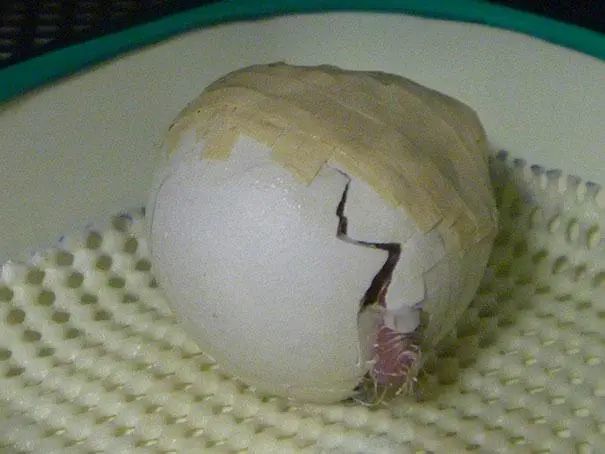 捡到碎裂的鹦鹉蛋,用胶带小心粘起来后,成功孵化出珍稀小鹦鹉