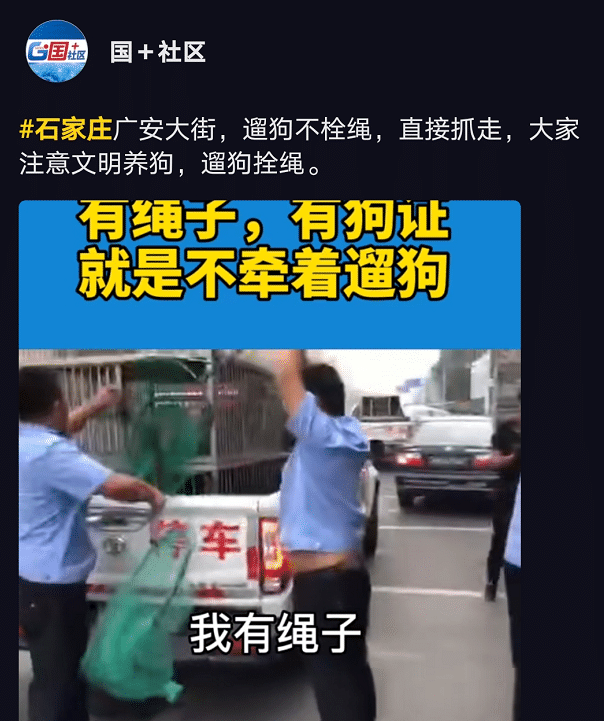 女子遛狗不栓绳，狗被直接抓走后倒地大哭：我有绳子，我有狗证