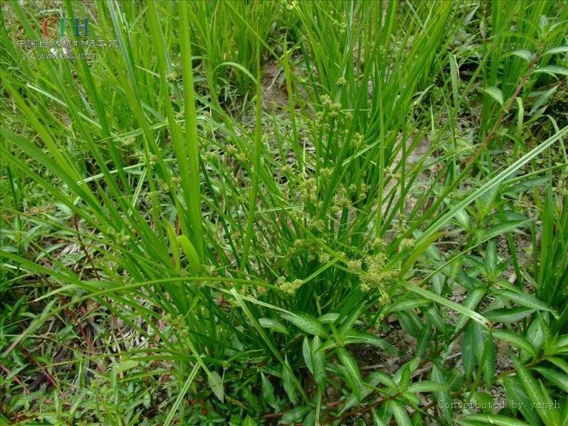 今日立夏地理视角看24节气附春夏之交小时候常见又叫