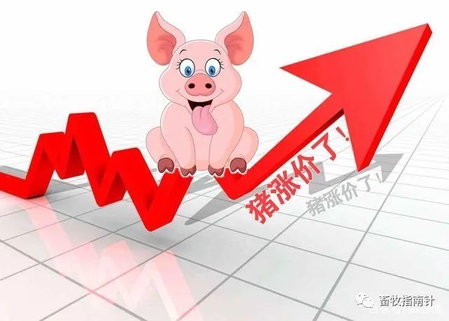 猪,牛价查询价目表_美联新材股12月32日跌停价_6月猪价猪股齐飞