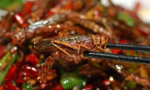 中国人吃了上千年都没灭绝，现在吃货疯狂追捧，取代小龙虾的地位
