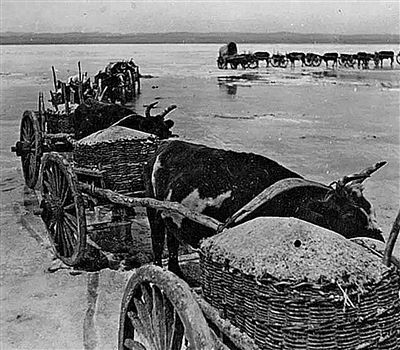上世纪三十年代额吉淖尔盐池的运盐牛车. (资料图)