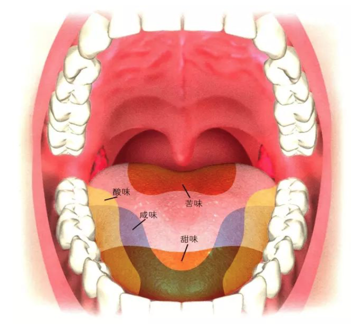 味觉感受力比较强的地方▼ 我们口腔里还有另一套能感受冷热,麻辣和