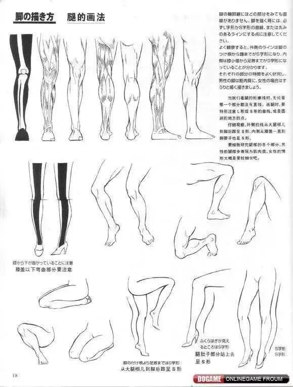 【腿部比例素材】零基础小白也能学好的人体教程—腿部结构的细节分析