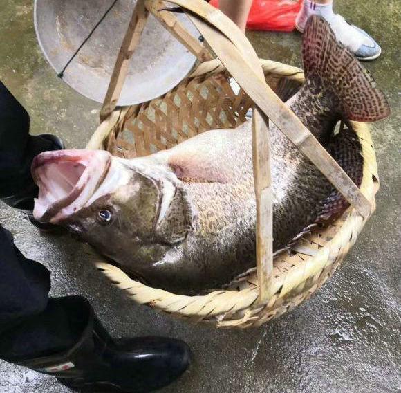 尤其鳜鱼作为一种掠食鱼,生长发育许多大量的小鱼小虾供其捕食,因此