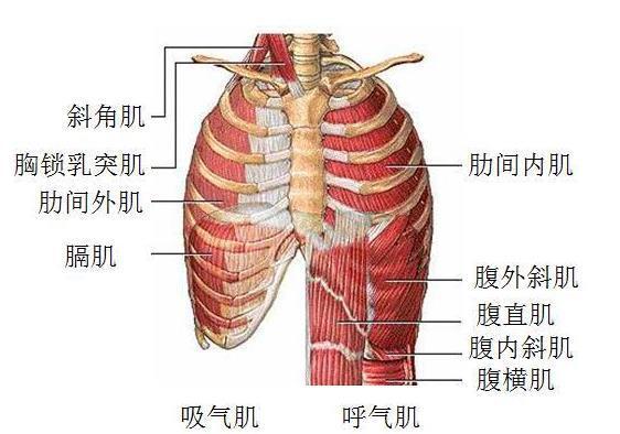 呼吸的肌肉是呼吸肌,呼吸肌就在我们的胸前或腹部,呼吸肌的舒张或收缩