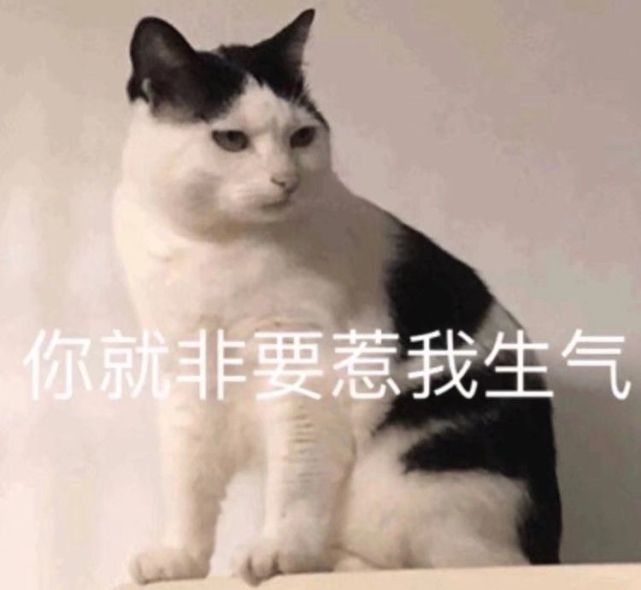 你们要的猫猫表情包来啦!这才是猛男该用