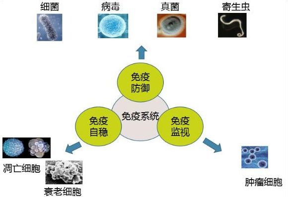 免疫系统承担防御,自稳,监视作用