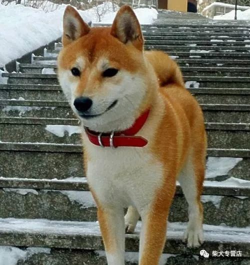 纯种柴犬到底怎么辨别?