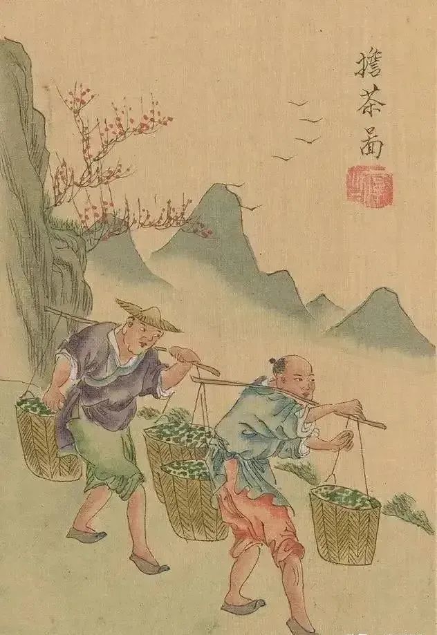 采茶.每逢采茶季节,茶农全家齐上阵,互帮互助.