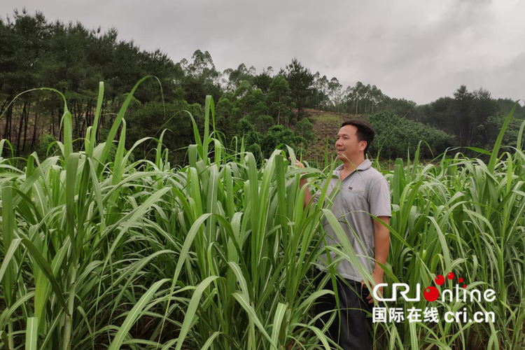 廖世斌查看雨后糖料蔗生长情况 摄影 郑妮