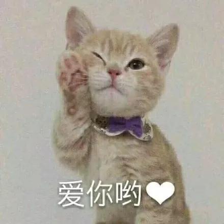 表情包:小可爱,请问你的心怎么走?