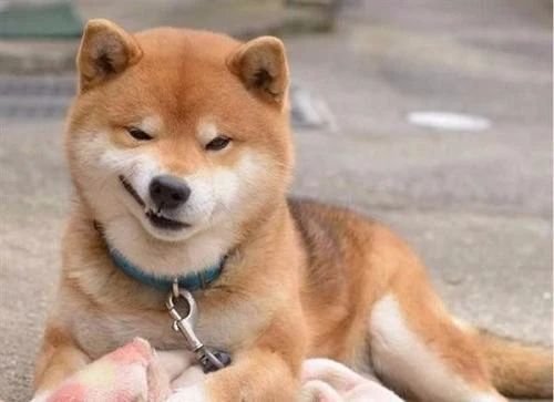 狗狗搞笑表情包来了～不打算让自己可爱点吗?教你转成微信表情包