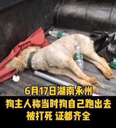 城管当街打死证件齐全的宠物狗，网友直呼打得好，只因城管两句话