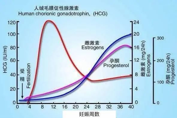 怀孕后要不要抽血查孕酮什么时候要补充黄体酮