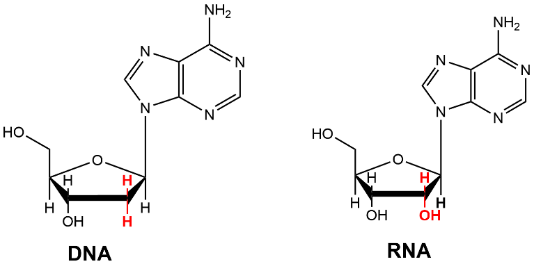 主要是因为在 dna(脱氧核糖核苷酸)和rna(核糖核苷酸)结构式(图片来源