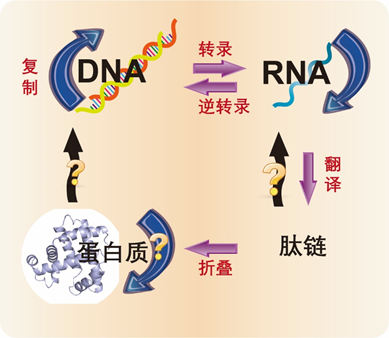 从中心法则出发"夹心"不好做