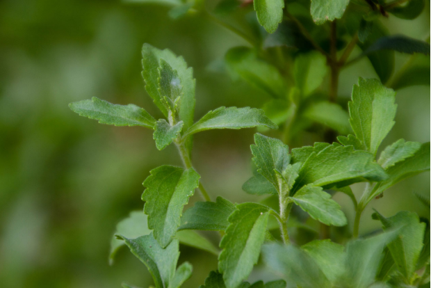 荒野维生野菜系列——甜叶菊