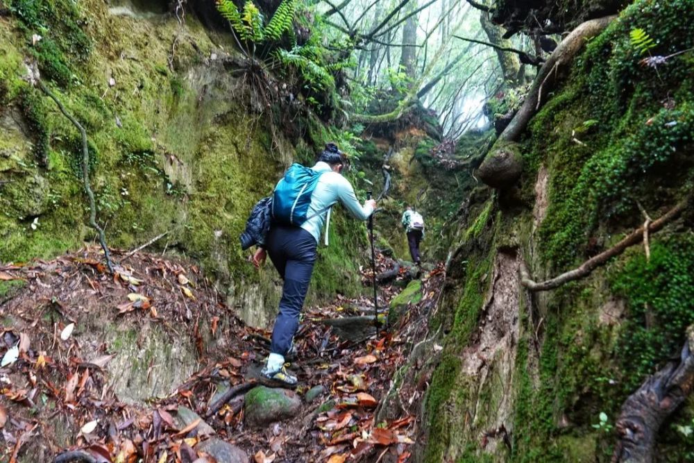 腾冲【全天:翻越高黎贡山,徒步"蜀身毒道"领略千年茶马古道文化