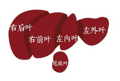 吴孟超团队创造性提出人体肝脏"五叶四段"的解剖示意(吴孟超办公室