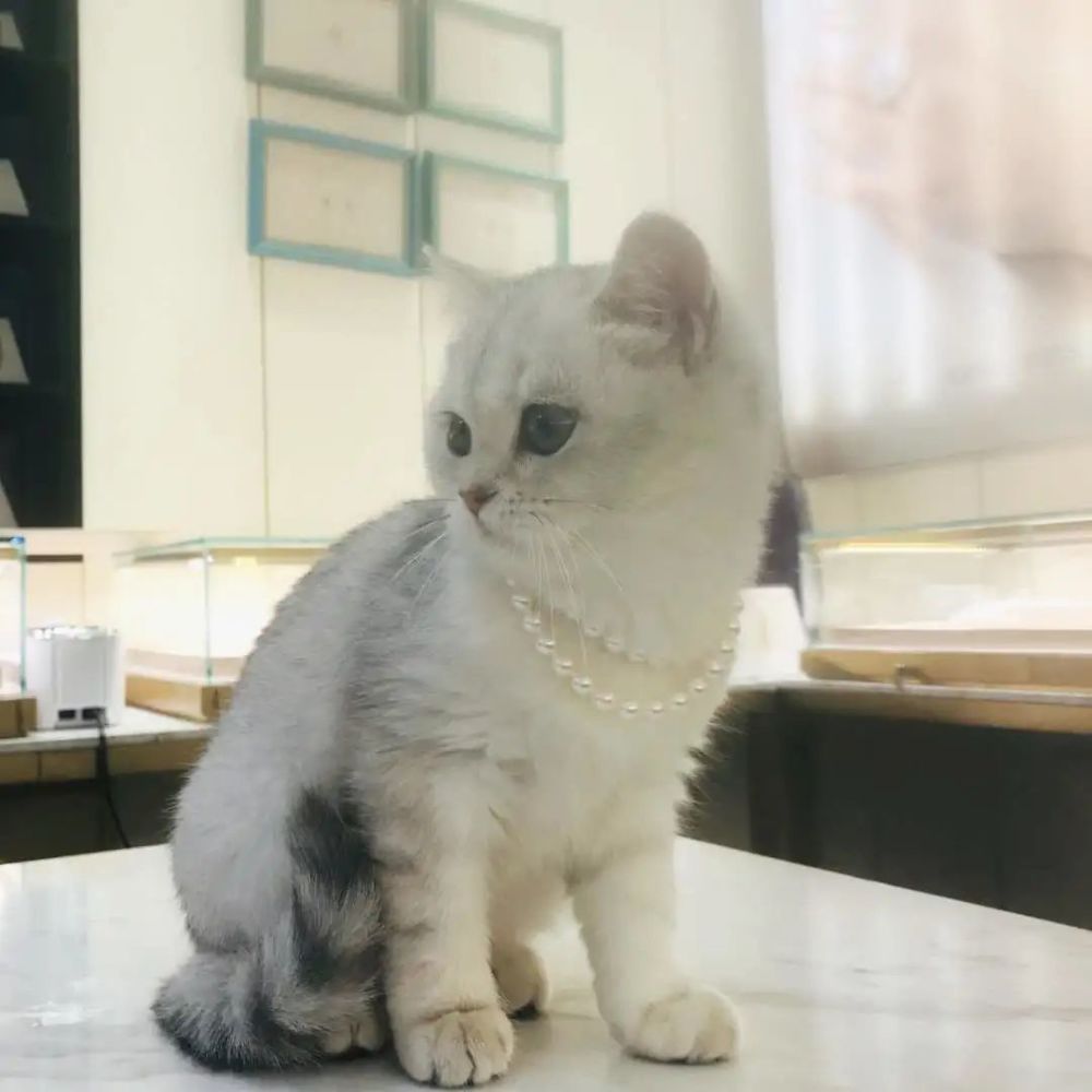 猫咪:布丁