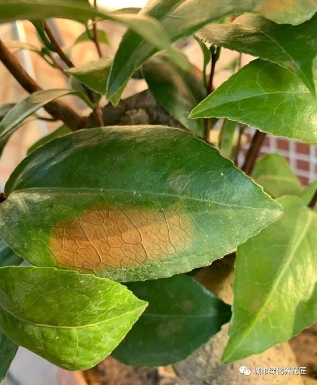 广东在夏季怎么养茶花盆栽?做好3点,叶片绿油不晒伤