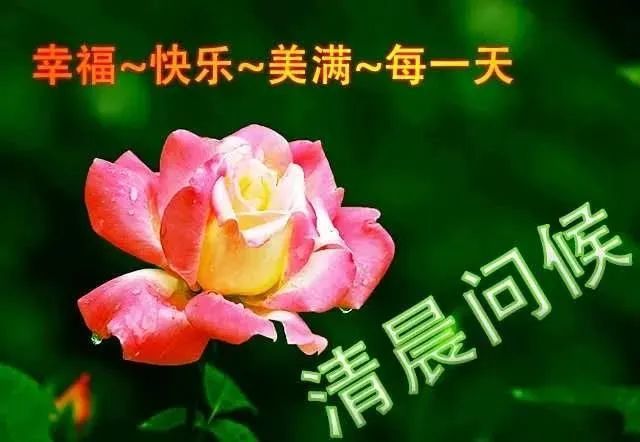 星期五早上好问候语动态图片鲜花带字温馨,早安祝福语